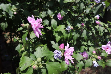 pink flowers in a garden