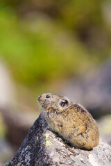 ナキウサギ