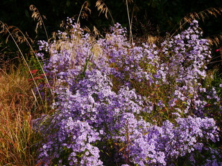 slightly bluish, pink aster flowers, abundant on a shrub, surrounded by dry grass illuminated by...
