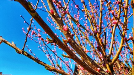 branches of tree
