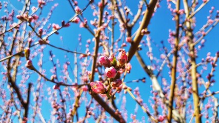 branch with berries