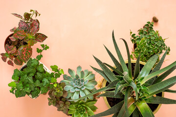 Flat lay banner copy space frame of trending collection of various indoor plants and succulents pink background