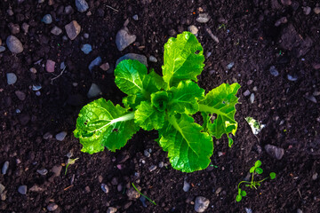Green Shoots Concept