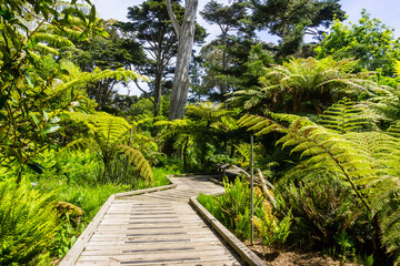 Wooden boardwalk meandering through a lush landscape in the Botanical Garden located in Golden Gate...