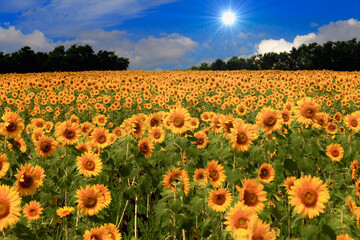 ひまわりと太陽の合成