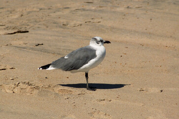 Franklin's Gull