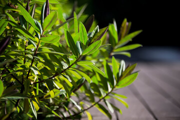 green bamboo leaves