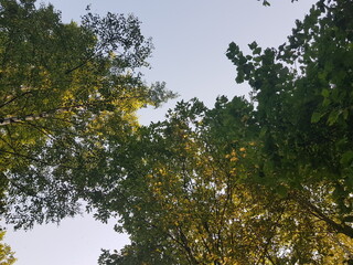 Crown of trees against a blue cloudless sky