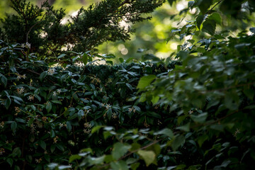green leaves in the forest