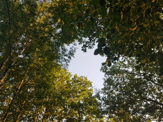 Crown of trees against the blue sky