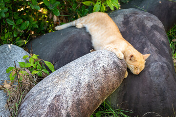 石の上でくつろぐ猫