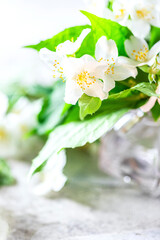 Aromatic oil in glass bottle with fresh jasmine flowers on a light gray concrete background. Flower essential oil, osmetic oil perfume .