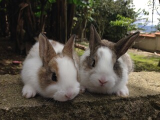 Dutch Rabbits