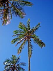 Obraz na płótnie Canvas Coconut trees on Ipanema beach, Rio