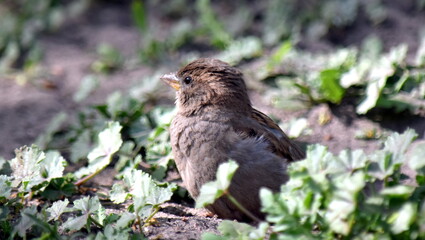 House Sparrow in the beginning makes a bath, tearing a hole, and then there is bathed.