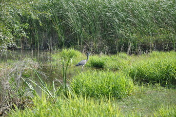 Gray heron stands in the water among thickets of grass and reed