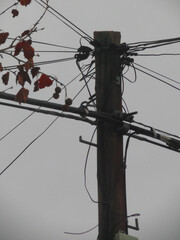 Light Stick, Cable, Power, Internet, Telephone CABLE LINE IN THE CITY Brown and Orange leaves in Winter CLOUDY DAY