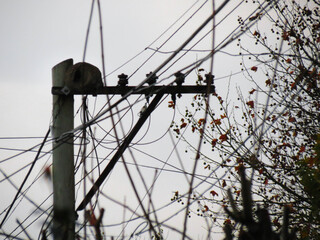 Bird's Nest in Pole of light, cable, energy, Internet, telephone CABLE LINE IN THE CITY Brown and orange leaves in winter CLOUDY DAY Hornero's Nest