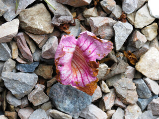 Pink Flower on Gray and White Stones in the Nature Rocks Patio