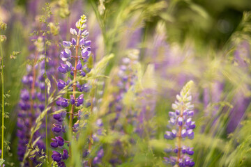 Blurred field of purple lupins in the rays of sunset. Background, selective focus.