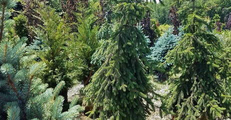 How to Buy an Evergreen Tree; View of a Large Variety of Evergreen Species