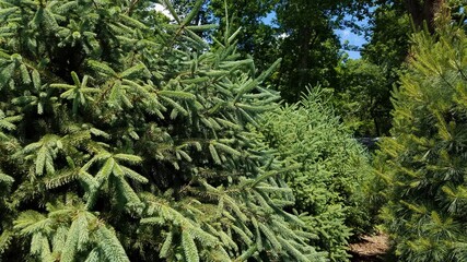 Evergreen Trees in the Forest