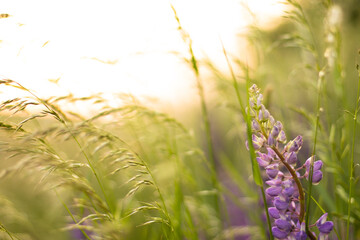 Blurred field of purple lupins in the rays of sunset. Background, selective focus.