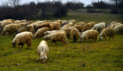 Obraz premium sheep in the field