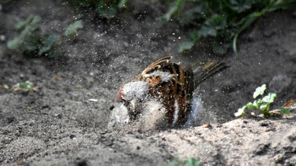 House Sparrow in the beginning makes a bath, tearing a hole, and then there is bathed.