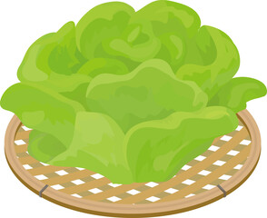 サラダ菜（バターヘッドレタス）のかご盛りイラスト