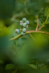 Canadian blueberry