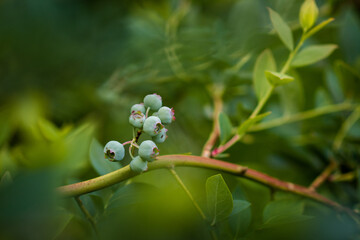 canadian blueberry background