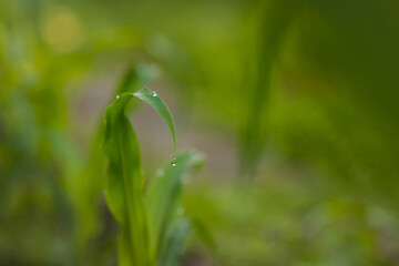 Corn plant background