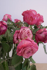 Dry wilted pink roses flowers bouquet close up, dyeing beauty concept, florist decoration technique 