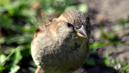 Portrait of a female Sparrow vulgaris close-up on a background of grass.