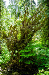 Fototapeta premium Creature of the forest The shapes and mystery of an overgrown tree