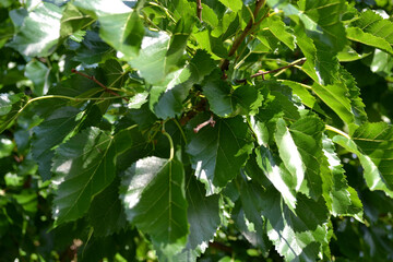 Bundle of Green Leaves