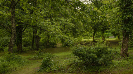兵庫県・但馬の自然公園の梅雨入り風景