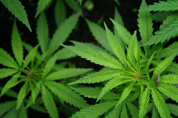 Naklejka na ściany i meble Marijuana leaves. Bush cannabis on blurred background. Marihuana plants close up.