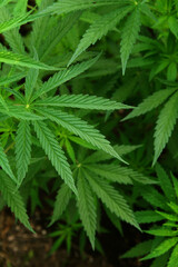 Marijuana leaves. Bush cannabis on blurred background. Marihuana plants close up.