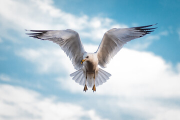 Seagulls flying in the sky near a pier in San Francisco