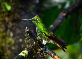 Buff Tailed Coronet Hummingbird