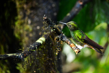 Buff Tailed Coronet Hummingbird © Migue