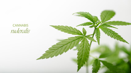 Plant leaves of wild cannabis ruderalis closeup on light background