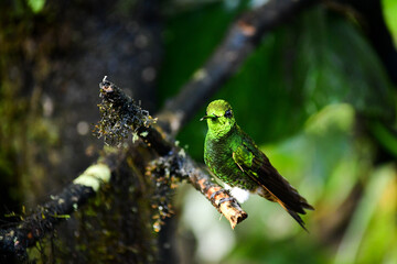 Buff Tailed Coronet Hummingbird