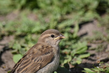 Portrait of a chick sparrow against a background of grass.