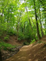 path in the forest