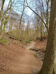 path in the forest