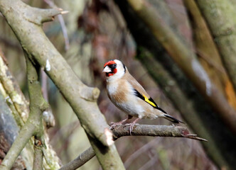 Goldfinch perched in the woods