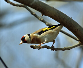Goldfinch perched in the woods